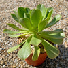 Aeonium gomerense