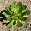 Aeonium gomerense