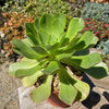 Aeonium gomerense