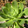 Aeonium gomerense