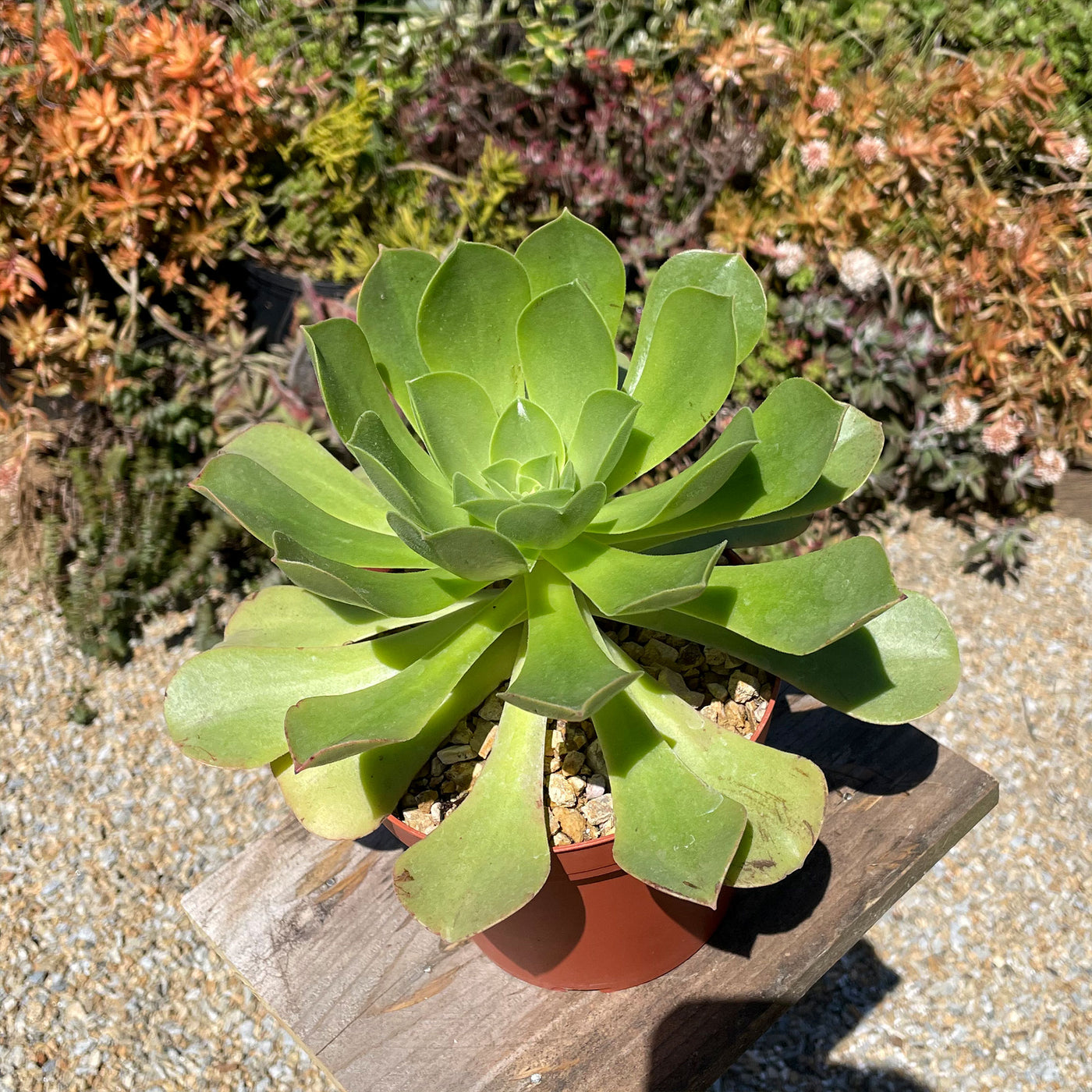large green leaf succulent Shop For Evergreen Aeonium Gomerense Plants
