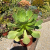 Aeonium gomerense