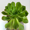 Aeonium gomerense