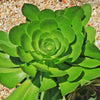 Canary Aeonium - Aeonium canariense