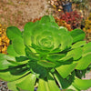 Canary Aeonium - Aeonium canariense