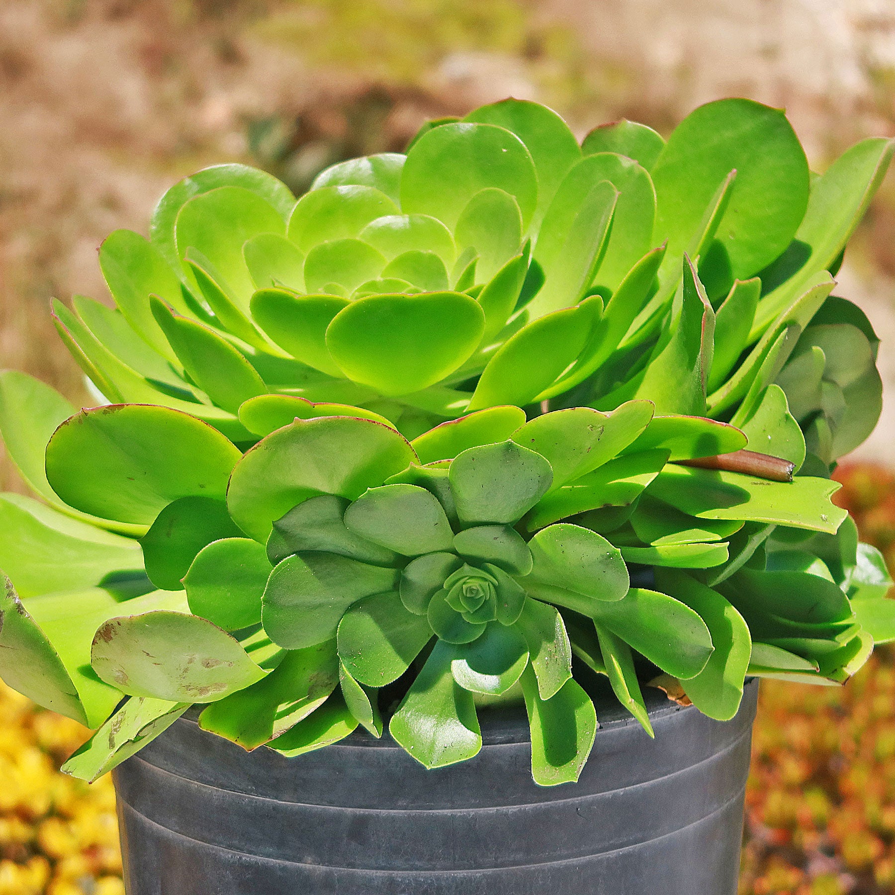 giant aeonium succulent Canary Aeonium