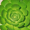 Canary Aeonium - Aeonium canariense