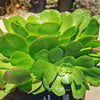 Canary Aeonium - Aeonium canariense