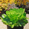 Canary Aeonium - Aeonium canariense