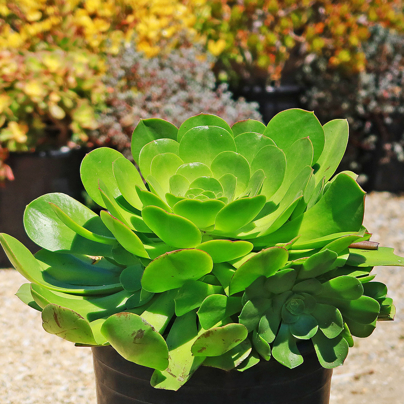 green aeonium succulent Shop 'Aeonium canariense- Canary Aeonium' Care and Growing Guide |Planet Desert