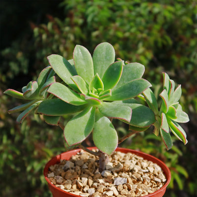 Aeonium haworthii 'Kiwi'