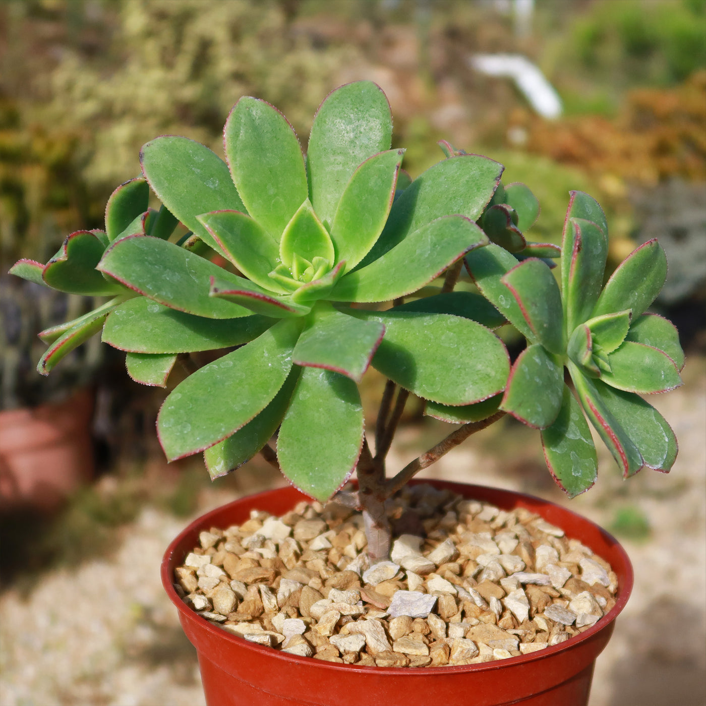 Aeonium haworthii 'Kiwi'