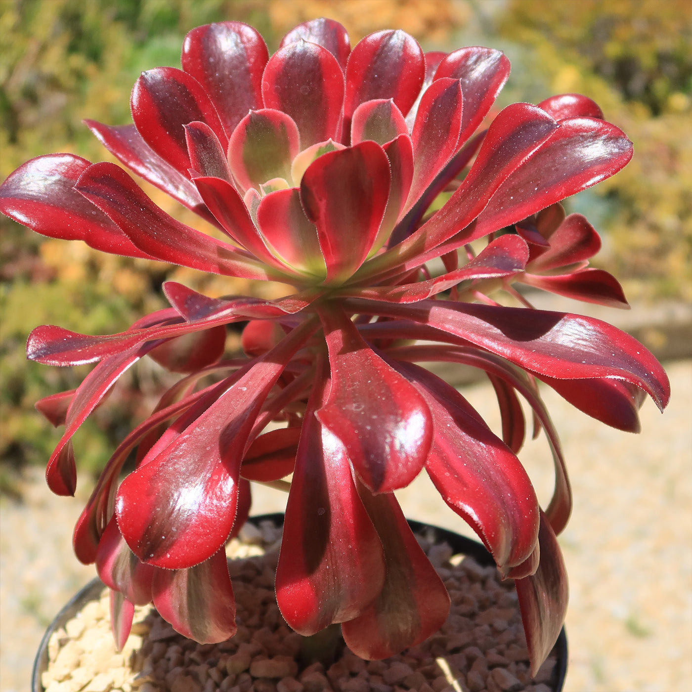 medusa succulent care Aeonium medusa 6" Pot