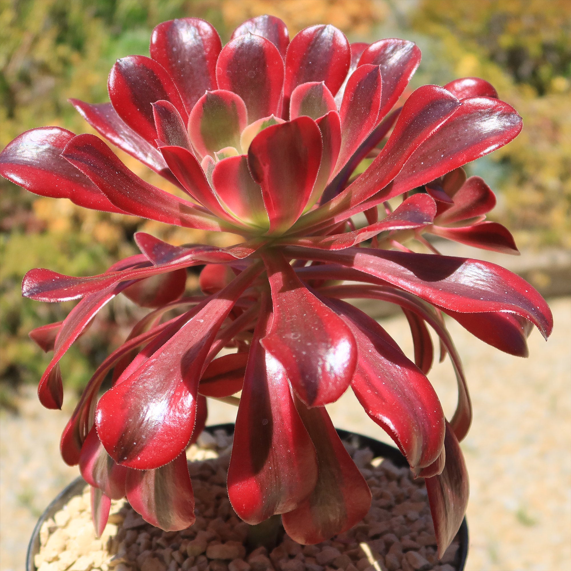 Aeonium medusa