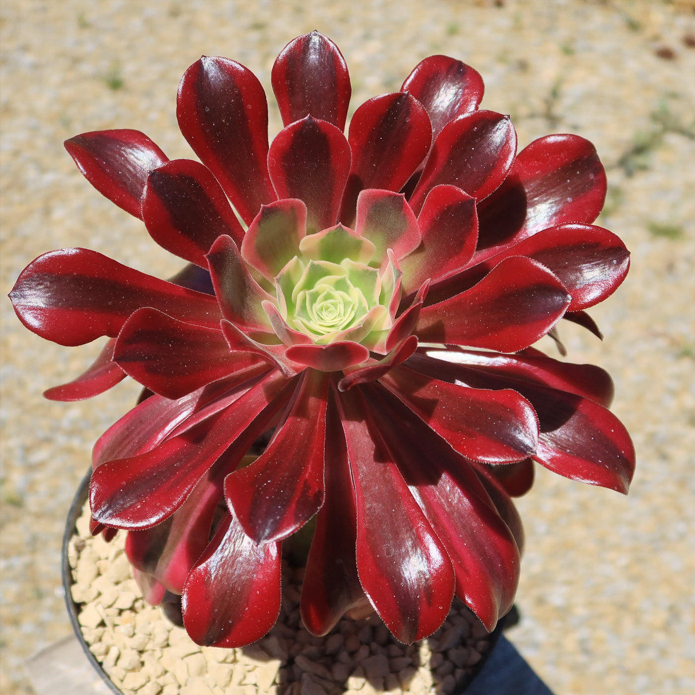 Aeonium medusa