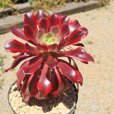 Aeonium medusa