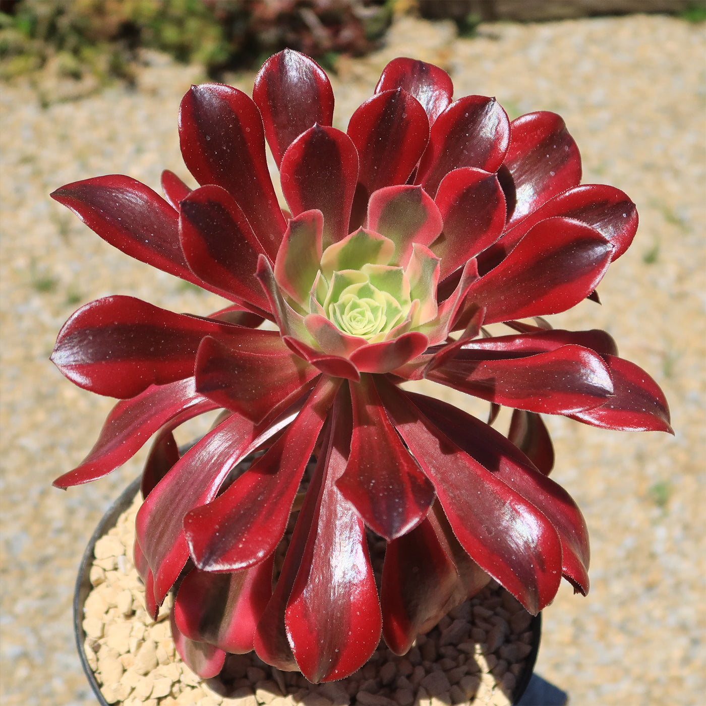 Aeonium medusa