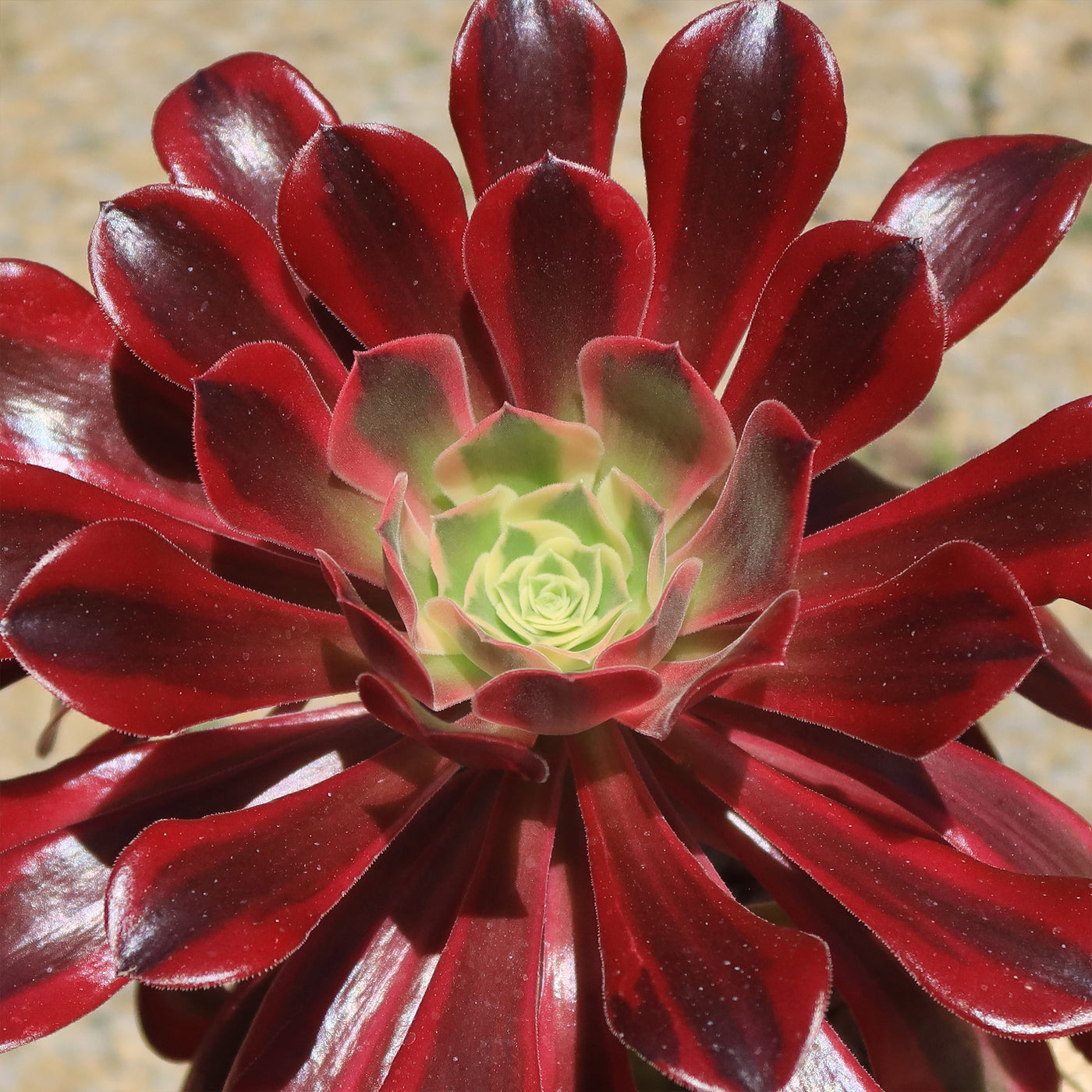 Aeonium medusa