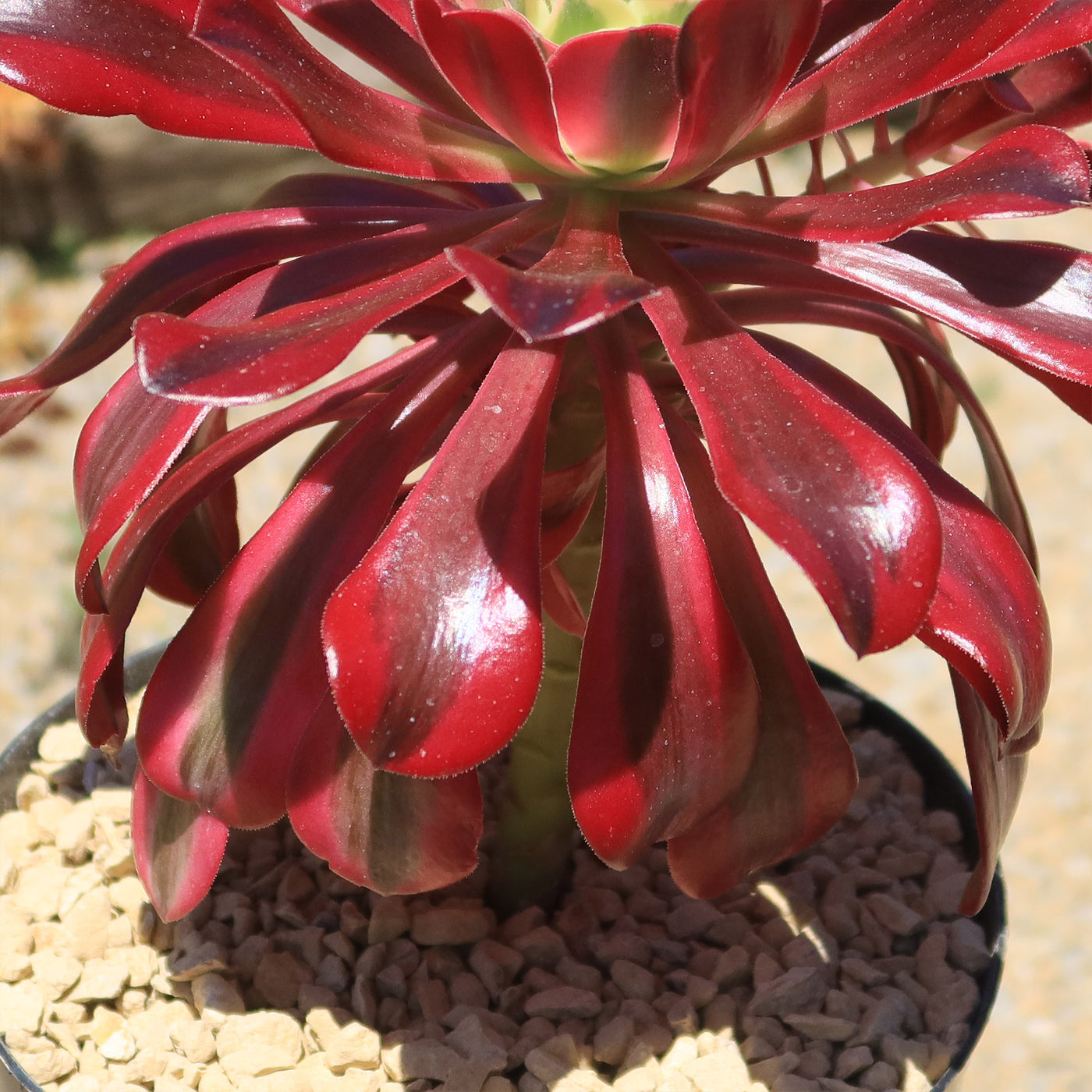 Aeonium medusa