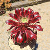 Aeonium medusa