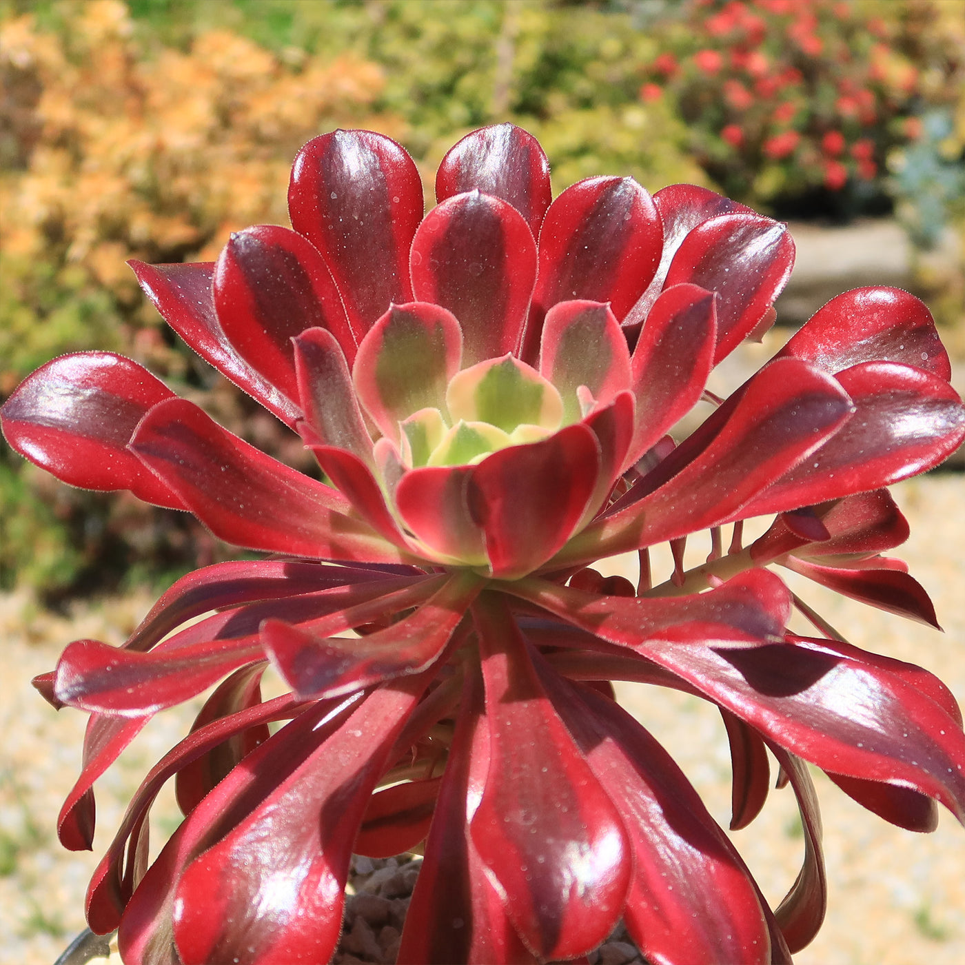 Aeonium medusa