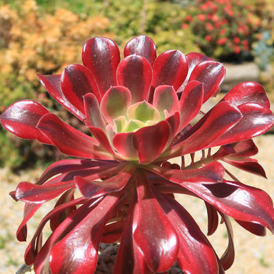 Aeonium medusa