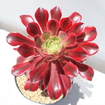 Aeonium medusa