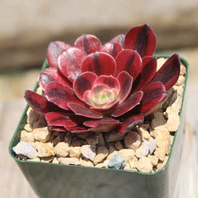 medusa succulent for sale Aeonium medusa