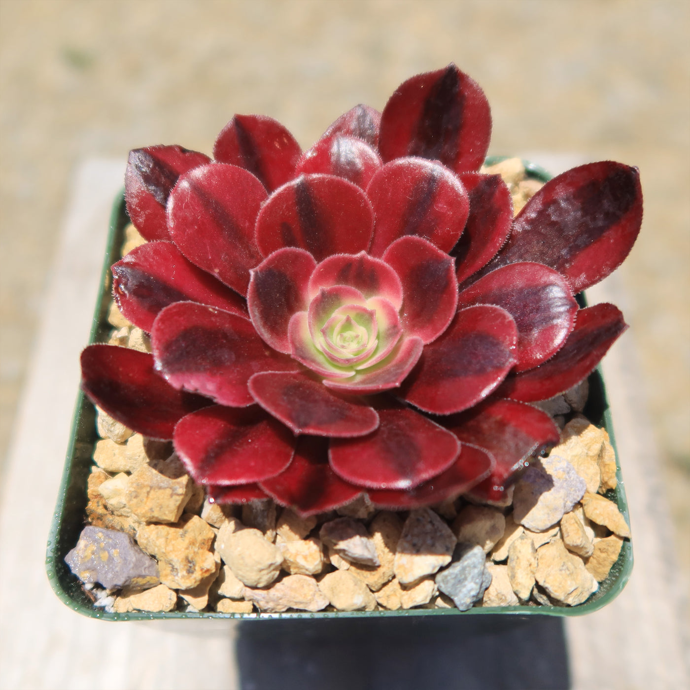 Aeonium medusa