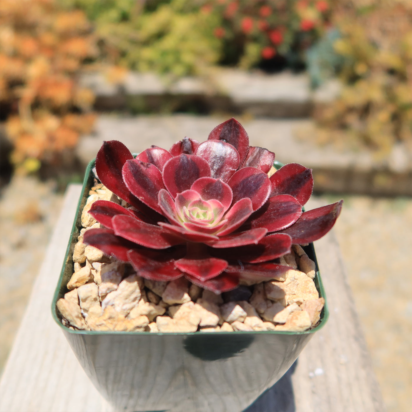 Aeonium medusa