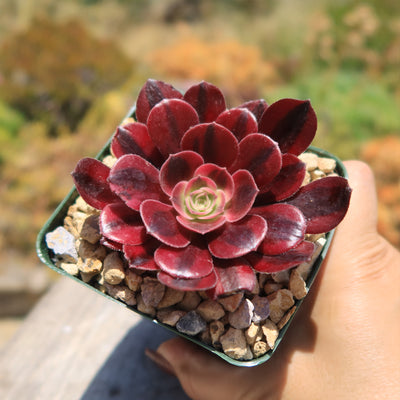 Aeonium medusa