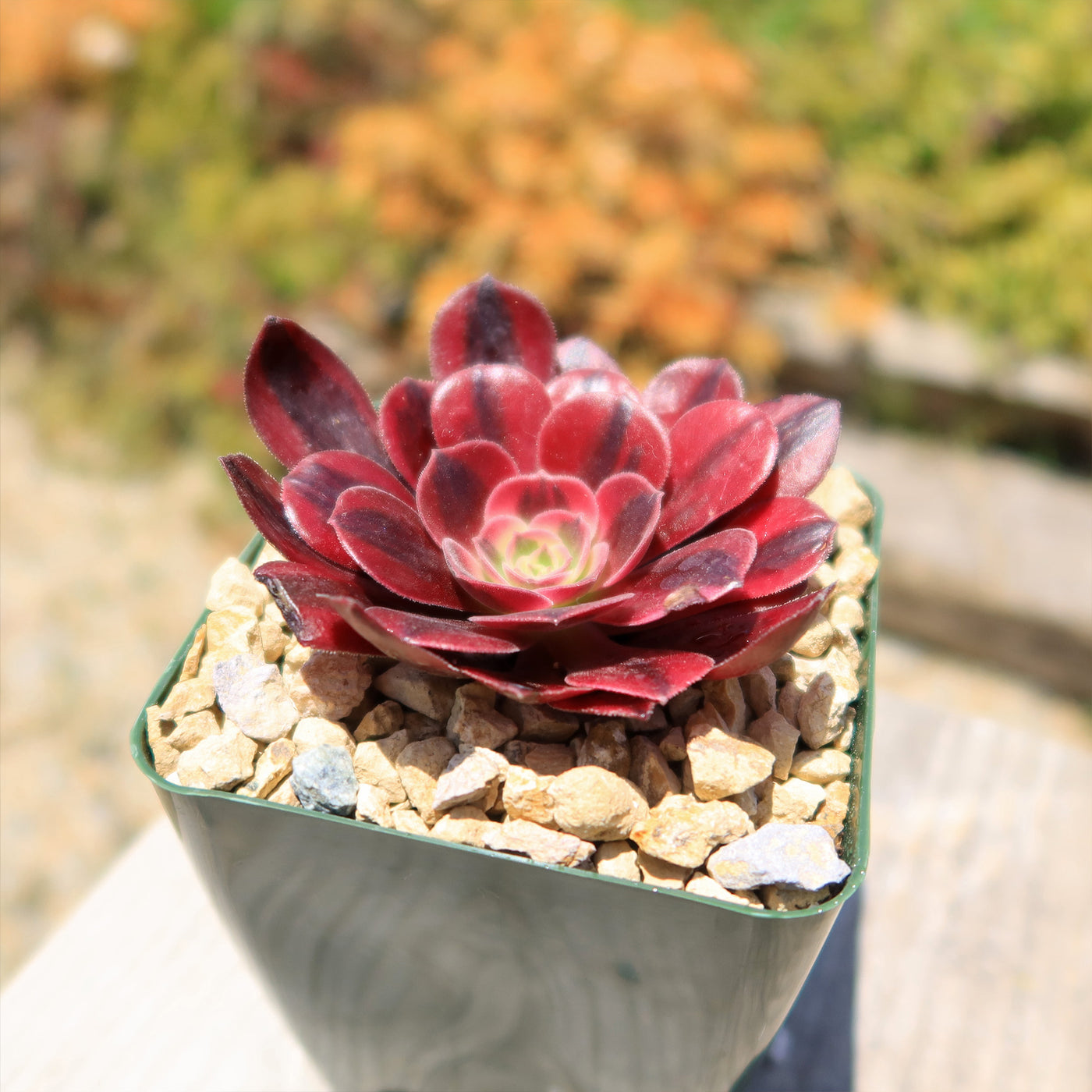 Aeonium medusa