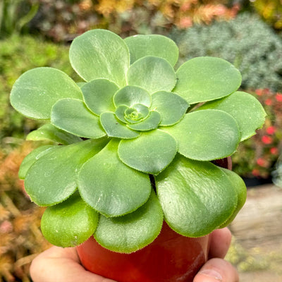 Aeonium Mint Saucer