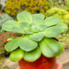 Aeonium Mint Saucer