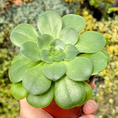 Aeonium Mint Saucer