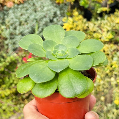 Aeonium Mint Saucer