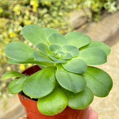 Aeonium Mint Saucer