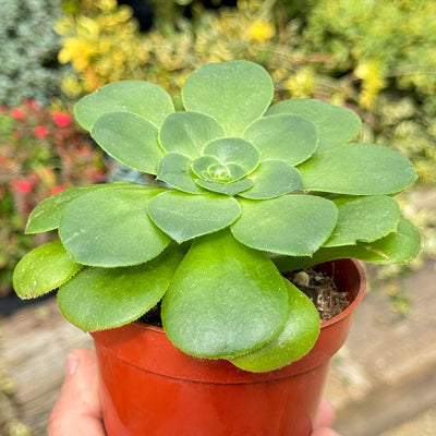 Aeonium Mint Saucer