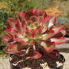 Aeonium Pink Witch