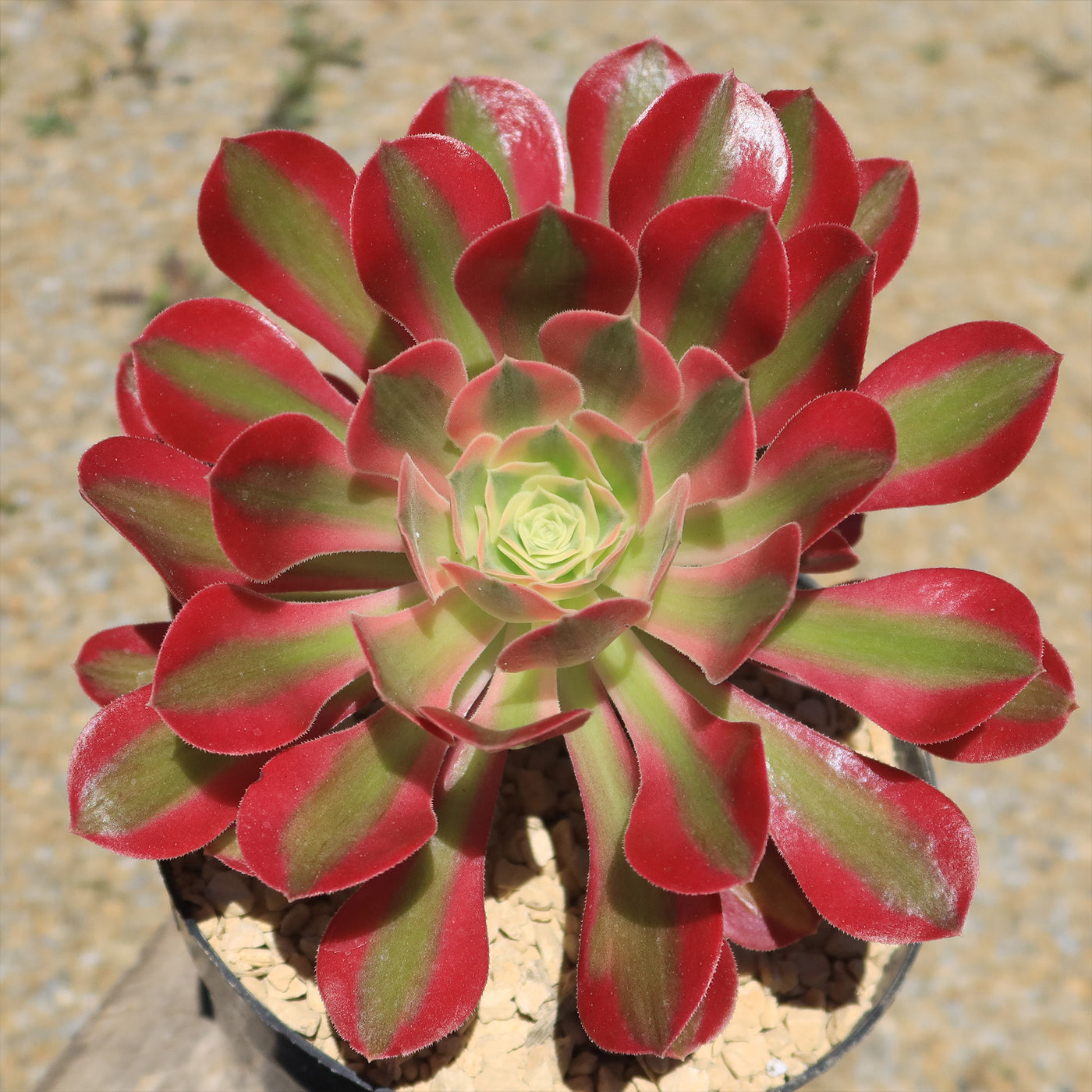 Aeonium Pink Witch