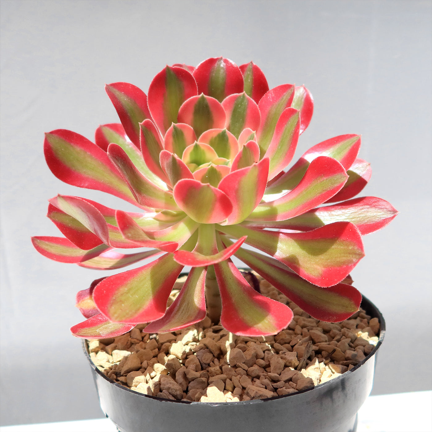 Aeonium Pink Witch