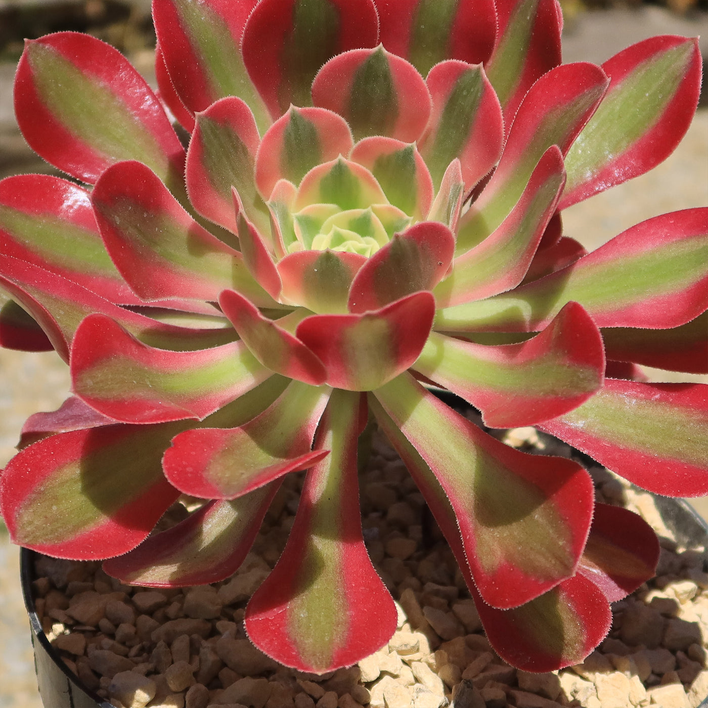 Aeonium Pink Witch