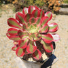 Aeonium Pink Witch