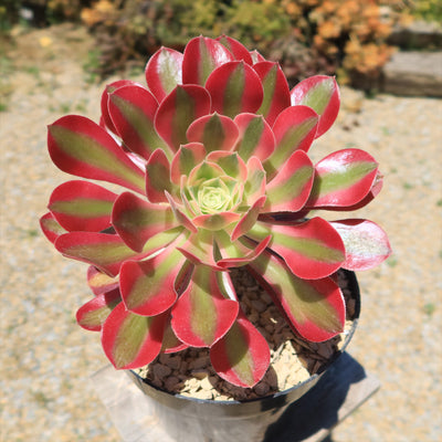 Aeonium Pink Witch