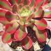 Aeonium Pink Witch