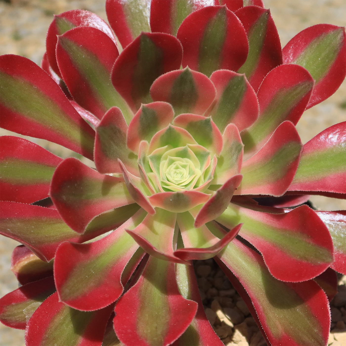 Aeonium Pink Witch