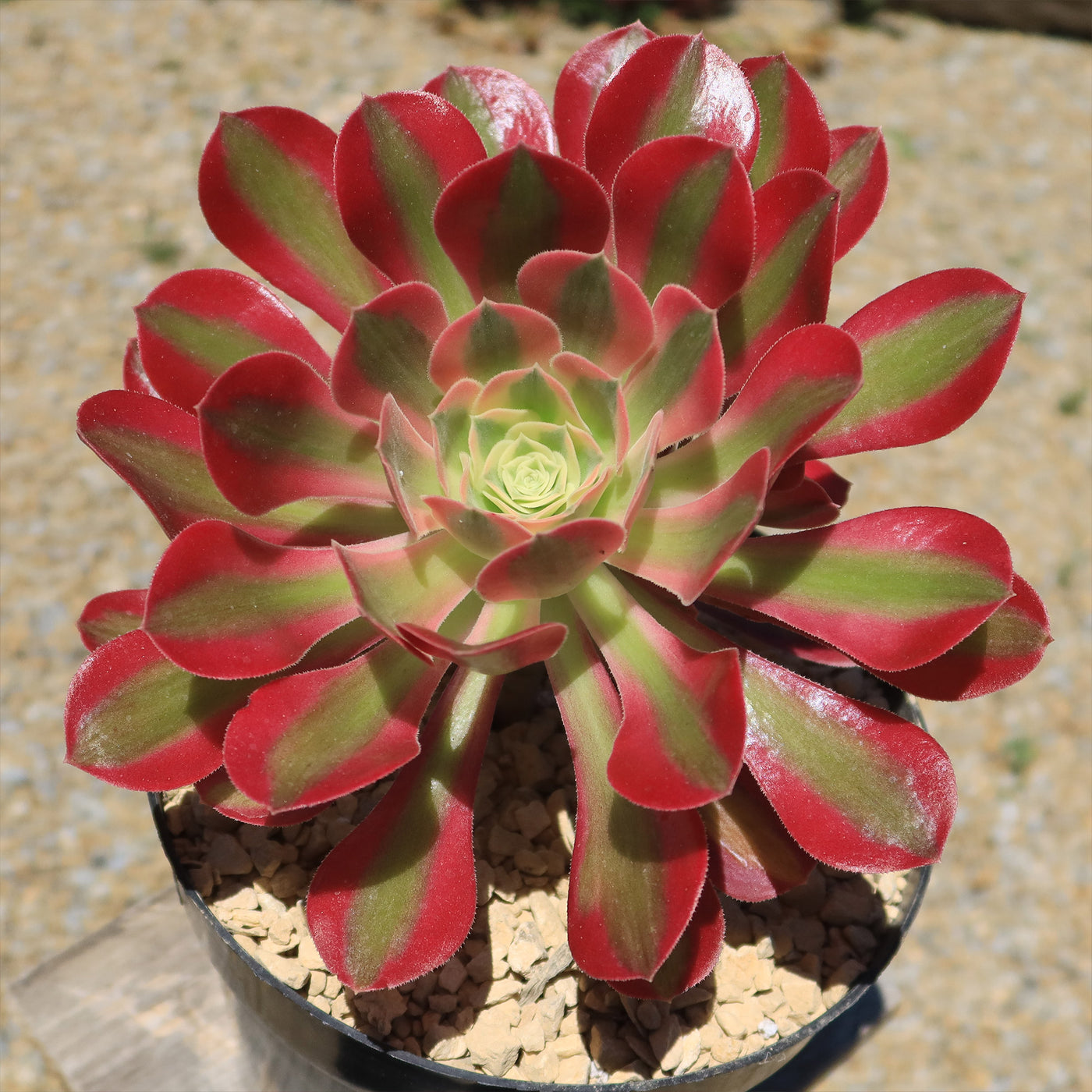 Aeonium Pink Witch