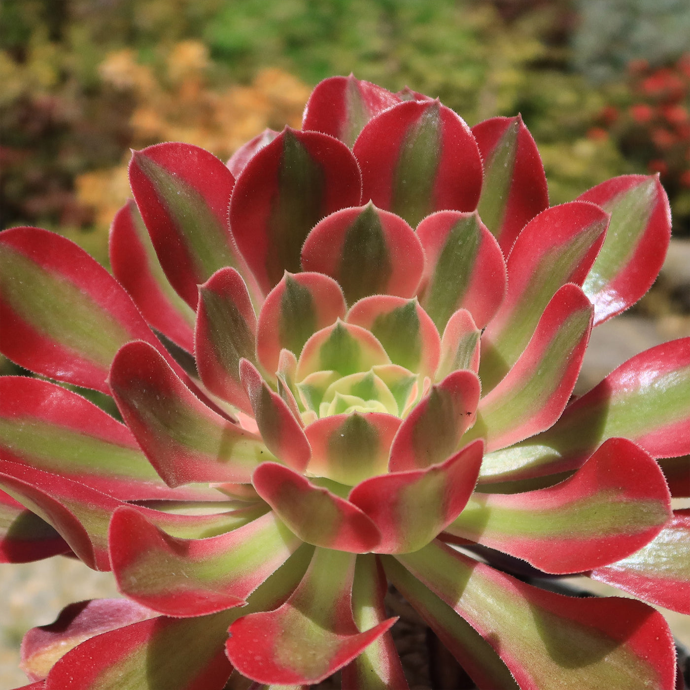 Aeonium Pink Witch