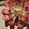 Aeonium Pink Witch