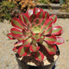 Aeonium Pink Witch